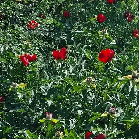 וילה Vila Soare